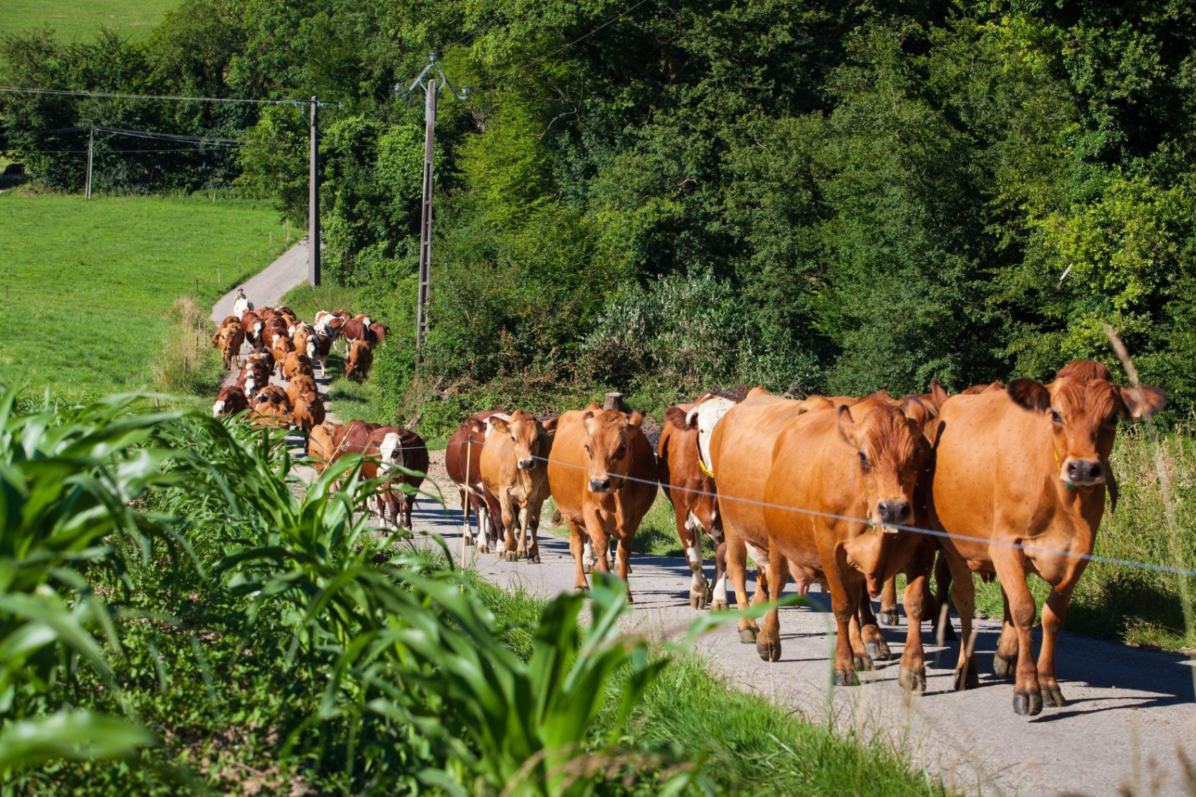 Livestock